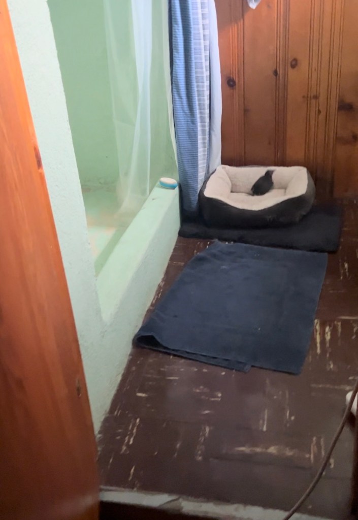 Picture of bird in cat bed.